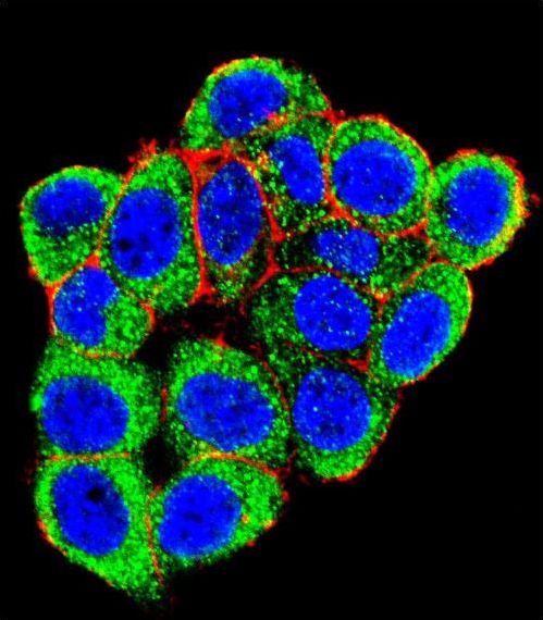 Confocal immunofluorescent of PML Sumoylation Site Antibody with HeLa cell followed by Alexa Fluor 488-conjugated goat anti-rabbit lgG (green). Actin filaments have been labeled with Alexa Fluor 555 phalloidin (red). DAPI was used to stain the cell nuclear (blue).