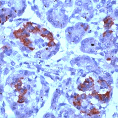 Human pancreas stained with Anti-PMP22 antibody