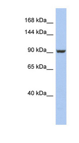 PMS2 antibody LS-C111807 Western blot of HepG2 cell lysate.