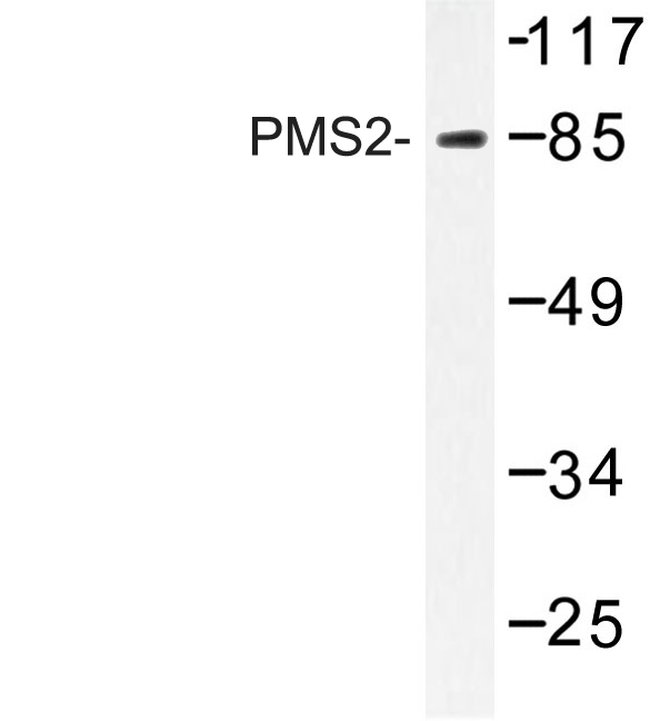 Western blot of PMS2 (D483) pAb in extracts from HeLa cells.