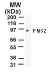 Western blot of PMS2 using antibody at 2 ug/ml against 10 ug of NIH 3T3 cell lysate.