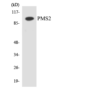 Western blot of the lysates from HUVEC cells using PMS2 antibody.