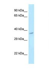 PNCK antibody LS-C146147 Western blot of Mouse Liver lysate. Antibody concentration 1 ug/ml.