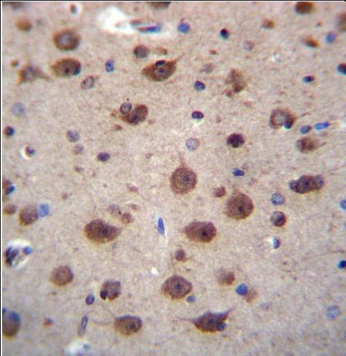 PNKD Antibody immunohistochemistry of formalin-fixed and paraffin-embedded human brain tissue followed by peroxidase-conjugated secondary antibody and DAB staining.