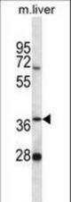 PNKD Antibody western blot of mouse liver tissue lysates (35 ug/lane). The PNKD antibody detected the PNKD protein (arrow).