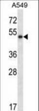 PNLIP Antibody western blot of A549 cell line lysates (35 ug/lane). The PNLIP antibody detected the PNLIP protein (arrow).
