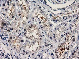 IHC of paraffin-embedded Human Kidney tissue using anti-PNMA3 mouse monoclonal antibody. (Heat-induced epitope retrieval by 10mM citric buffer, pH6.0, 100C for 10min).