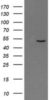 HEK293T cells were transfected with the pCMV6-ENTRY control (Left lane) or pCMV6-ENTRY PNMA3 (Right lane) cDNA for 48 hrs and lysed. Equivalent amounts of cell lysates (5 ug per lane) were separated by SDS-PAGE and immunoblotted with anti-PNMA3.