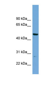PNMAL1 antibody LS-C116665 Western blot of HepG2 cell lysate.