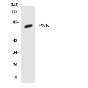 Western blot of the lysates from K562 cells using PNN antibody.