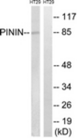 Western blot of extracts from HT-29 cells, using PNN Antibody. The lane on the right is treated with the synthesized peptide.