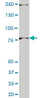 PNN monoclonal antibody (M01), clone 2B4 Western Blot analysis of PNN expression in PC-12.