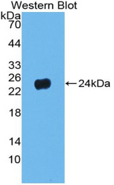 Western blot of recombinant PNOC / Nociceptin.