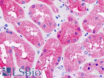 Anti-PNPO antibody IHC staining of human kidney. Immunohistochemistry of formalin-fixed, paraffin-embedded tissue after heat-induced antigen retrieval.