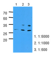 Western Blot: The extracts of HepG2 (40 ug) were resolved by SDS-PAGE, transferred to PVDF membrane and probed with anti-human PNPO (1:500-1:5000). Proteins were visualized using a goat anti-mouse secondary antibody conjugated to HRP and an ECL detection system.