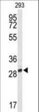Western blot of PNPO Antibody in 293 cell line lysates (35 ug/lane). PNPO (arrow) was detected using the purified antibody.