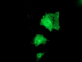 Anti-PNPO mouse monoclonal antibody immunofluorescent staining of COS7 cells transiently transfected by pCMV6-ENTRY PNPO.