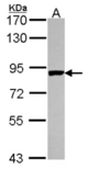 Sample (30 ug of whole cell lysate). A: A431 . 7.5% SDS PAGE. PNPT1 antibody diluted at 1:1000.