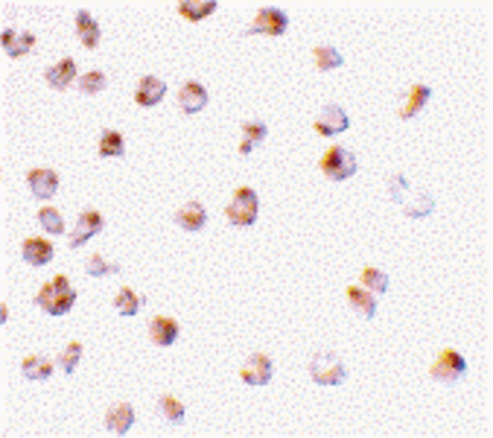 Immunocytochemistry staining of Raji cells using Mcl-1 antibody at 2 ug/ml.