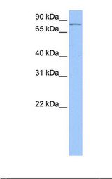 Hela cell lysate. Antibody concentration: 0.5 ug/ml. Gel concentration: 12%.