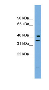 PNRC1 antibody LS-C116468 Western blot of Fetal Brain lysate.