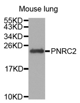 Western blot analysis of extracts of Mouse lung cell line, using PNRC2 antibody.