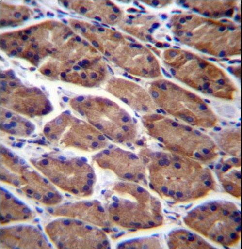 PODNL1 Antibody immunohistochemistry of formalin-fixed and paraffin-embedded human stomach tissue followed by peroxidase-conjugated secondary antibody and DAB staining.