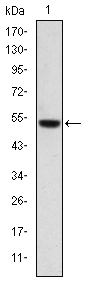 Western blot using PODXL monoclonal antibody against human PODXL (AA: 109-324) recombinant protein. (Expected MW is 47.3 kDa)