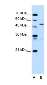 PODXL antibody LS-C40498 Western blot of HepG2 cell lysate.