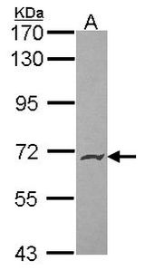 Sample (30 ug of whole cell lysate). A: Hela. 7.5% SDS PAGE. PODXL2 antibody. PODXL2 / Endoglycan antibody diluted at 1:1000.