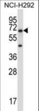 PODXL2 Antibody western blot of NCI-H292 cell line lysates (35 ug/lane). The PODXL2 antibody detected the PODXL2 protein (arrow).