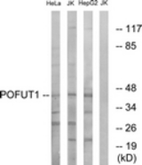 Western blot of extracts from Jurkat/HeLa/HepG2 cells, using POFUT1 Antibody. The lane on the right is treated with the synthesized peptide.