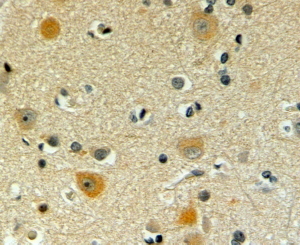 POFUT1 antibody (2 ug/ml) staining of paraffin embedded Human Cerebral Cortex. Steamed antigen retrieval with citrate buffer pH 6, HRP-staining.