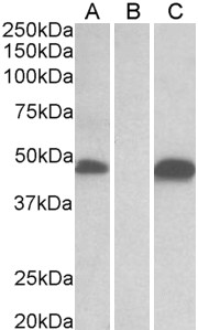 POFUT1 antibody HEK293 lysate (10 ug protein in RIPA buffer) overexpressing Human POFUT1 with C-terminal MYC tag probed with (1 ug/ml) in Lane A and probed with anti-MYC Tag (1/1000) in lane C. Mock-transfected HEK293 probed with (1 mg/ml) in Lane B. Primary incubations were for 1 hour. Detected by chemiluminescence.