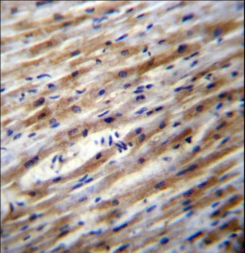 POFUT1 Antibody immunohistochemistry of formalin-fixed and paraffin-embedded human heart tissue followed by peroxidase-conjugated secondary antibody and DAB staining.