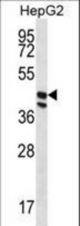 POFUT1 Antibody western blot of HepG2 cell line lysates (35 ug/lane). The POFUT1 antibody detected the POFUT1 protein (arrow).