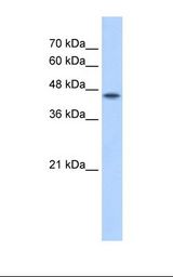 HepG2 cell lysate. Antibody concentration: 2.5 ug/ml. Gel concentration: 12%.