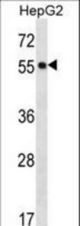 POFUT2 Antibody western blot of HepG2 cell line lysates (35 ug/lane). The POFUT2 antibody detected the POFUT2 protein (arrow).