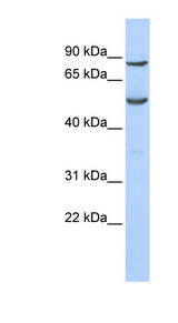 POGK antibody LS-C101745 Western blot of 293T cell lysate.