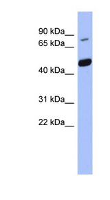 POGK antibody LS-C110368 Western blot of THP-1 cell lysate.
