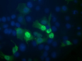Anti-POGK mouse monoclonal antibody immunofluorescent staining of COS7 cells transiently transfected by pCMV6-ENTRY POGK.