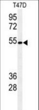 Western blot of KTEL1 Antibody in T47D cell line lysates (35 ug/lane). KTEL1 (arrow) was detected using the purified antibody.