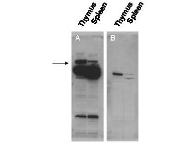 Anti-Pogz Antibody - Western Blot. Western blot of affinity purified anti-Pogz antibody shows detection of Pogz protein (arrowhead) in adult mouse thymus and spleen tissue lysate (Panel A). The lower molecular weight bands may be cross reactive proteins. Pre-incubation of antibody with the immunizing peptide blocks specific antibody reactivity (Panel B). Primary antibody was used at 1:20000. Personal Communication, K. O. Gudmundsson and J. Keller, NCI, Frederick, MD.