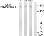 Western blot of extracts from HepG2/293/Jurkat cells, using DNA Polymerase alpha Antibody. The lane on the right is treated with the synthesized peptide.