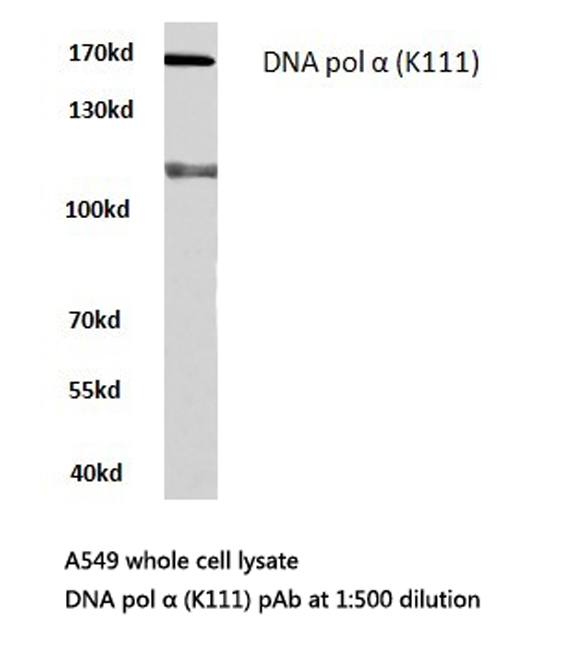 Western blot of DNA pol (K111) pAb in extracts from A549 cells.