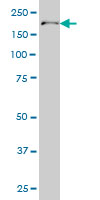 POLA monoclonal antibody (M01), clone 3C11 Western Blot analysis of POLA expression in HeLa NE.