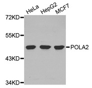 Western blot analysis of extracts of various cell lines, using POLA2 antibody.