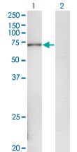 Western blot of POLA2 expression in transfected 293T cell line by POLA2 monoclonal antibody (M02), clone 2A8.