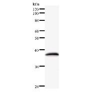 Western blot analysis of immunized recombinant protein, using anti-POLA2 monoclonal antibody.