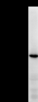 Detection of human POLA2 by Western blot. Samples: Whole cell lysate (25 ug) from HeLa cells. Predicted molecular weight: 65 kDa
